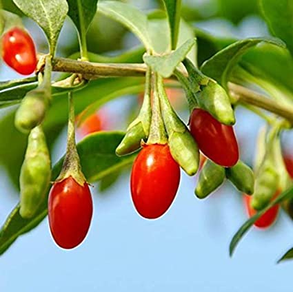 Lycium chinense
