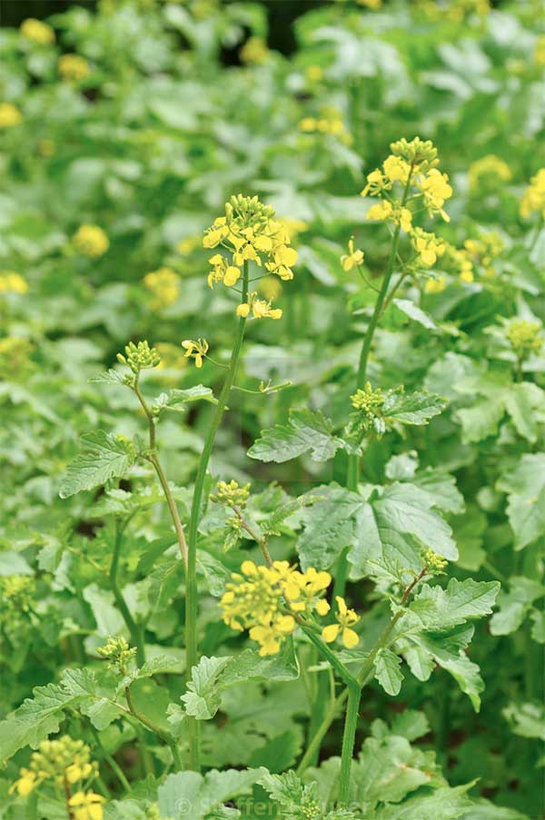 Leucosinapis alba