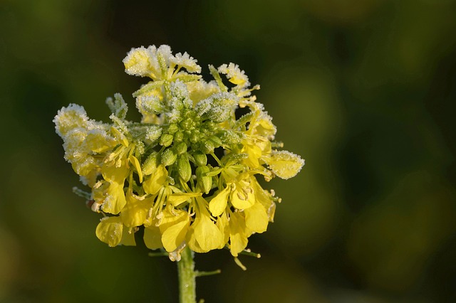 Leucosinapis alba