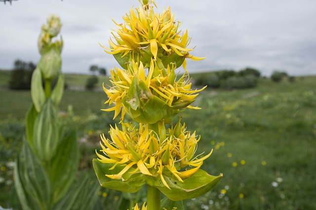 Gentiana lutea