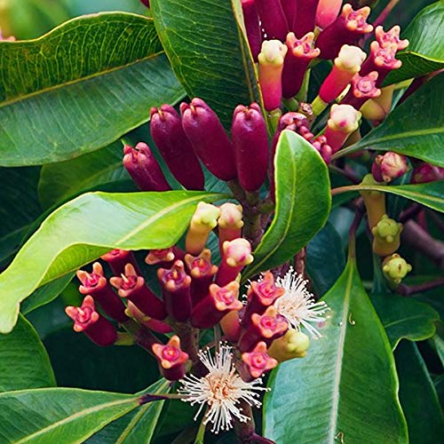 Syzygium aromaticum
