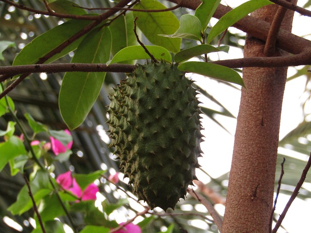 Annona muricata