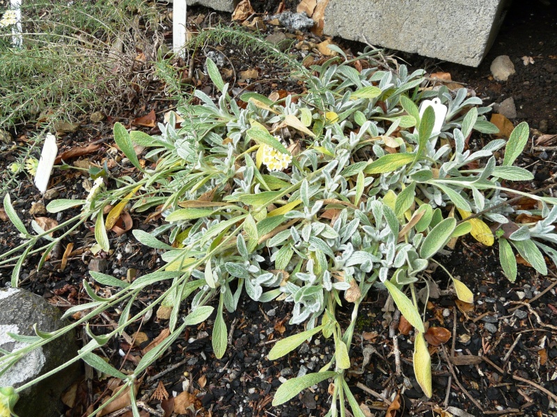 Sideritis syriaca