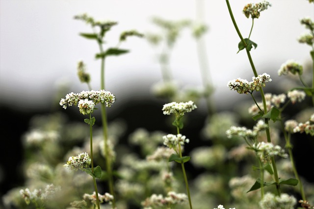 Fagopyrum esculentum