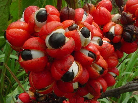 Paullinia cupana