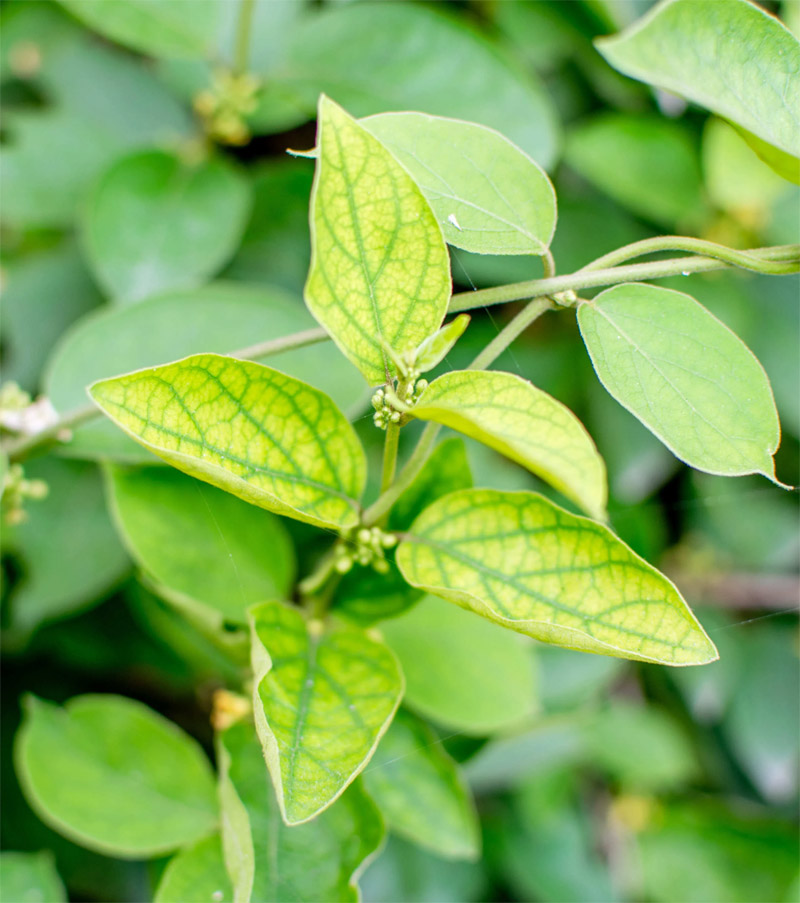 Gymnema sylvestris