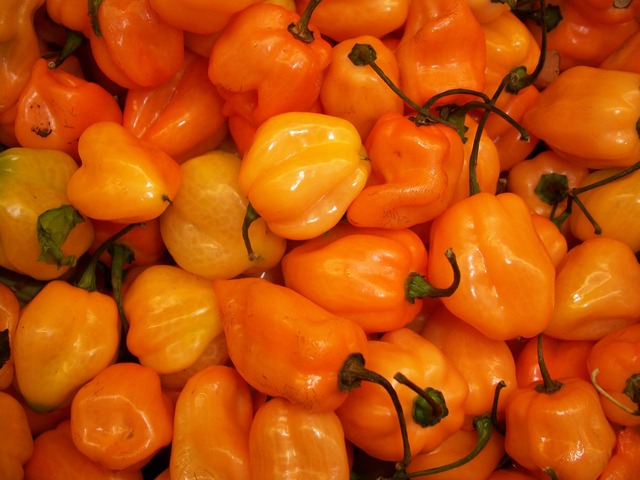 Capsicum chinense