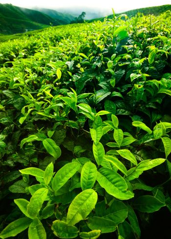 Camellia sinensis