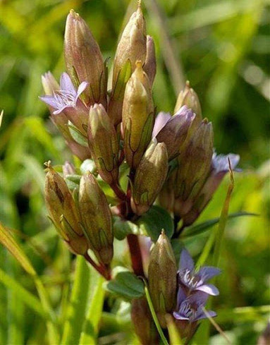 Gentianella alborosea
