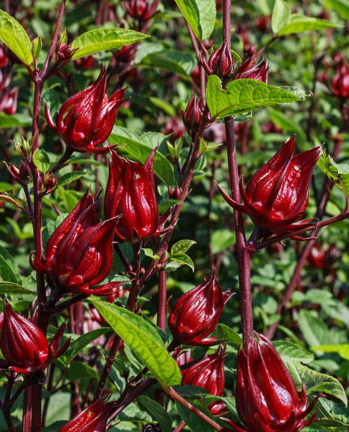 Hibiscus sabdariffa