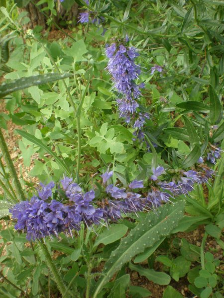 Hyssopus officinalis