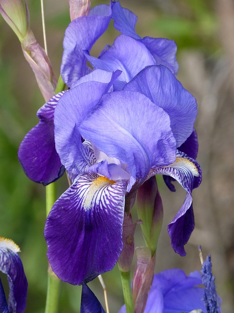 Iris germanica