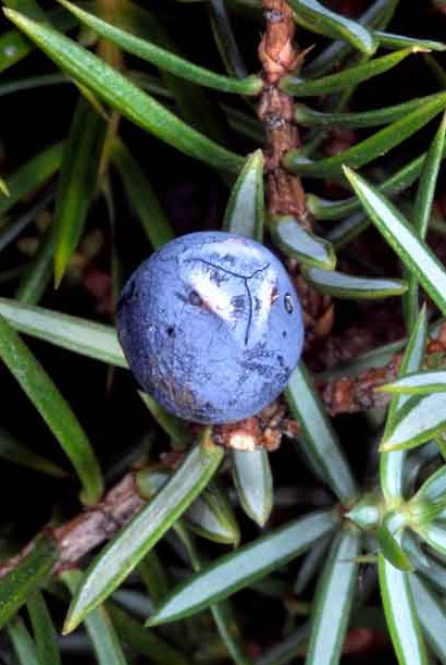 Juniperus communis