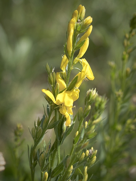 Genista tinctoria
