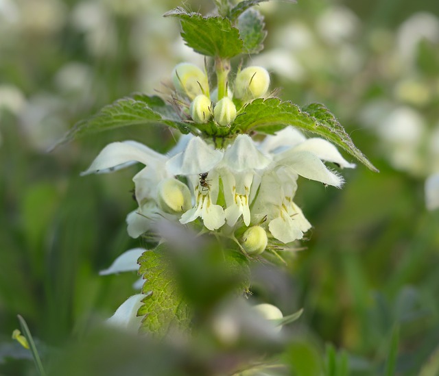 Lamium album