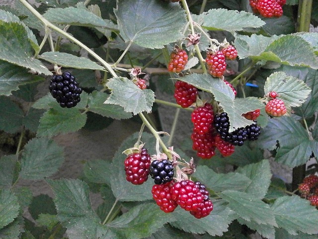 Rubus fruticosus