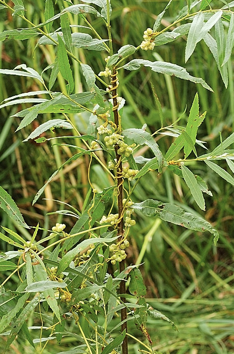 Cuscuata chinensis