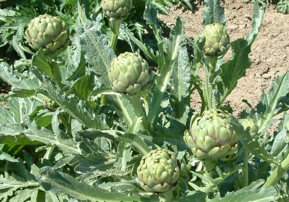 Cynara scolymus