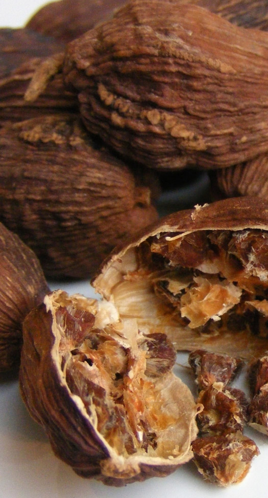 Amomum subulatum