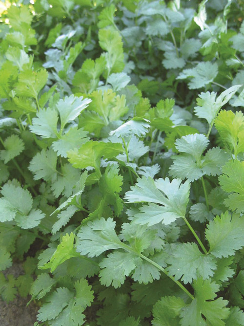 Coriandrum sativum
