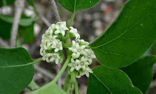 Marsdenia condurango