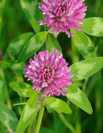 Trifolium pratense