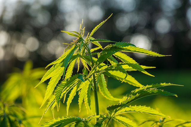 Cannabis sativa