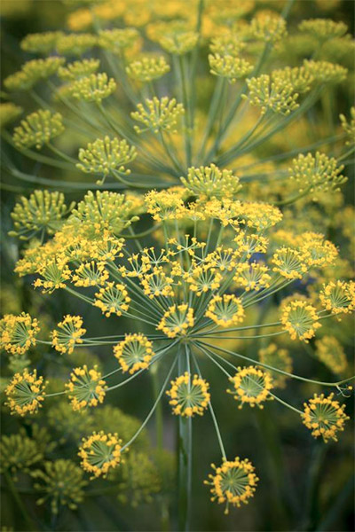 Anethum graveolens