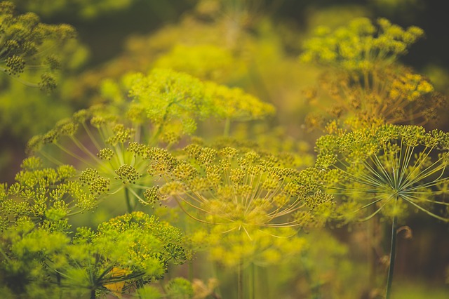 Anethum graveolens