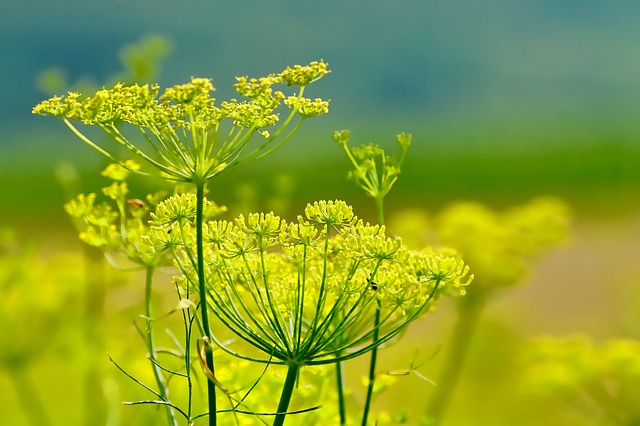 Foeniculum vulgare