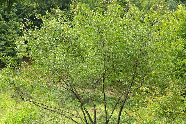 Frangula alnus
