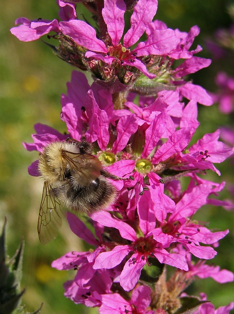 Lythrum salicaria