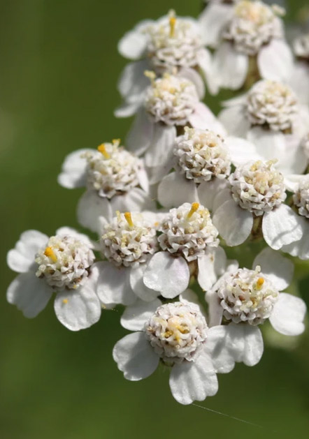 Achillea millefolium