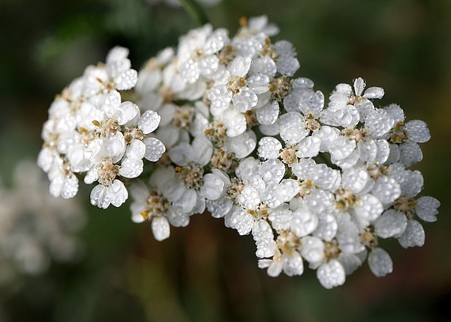 Achillea millefolium