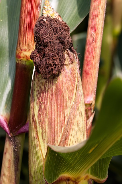 Zea mays