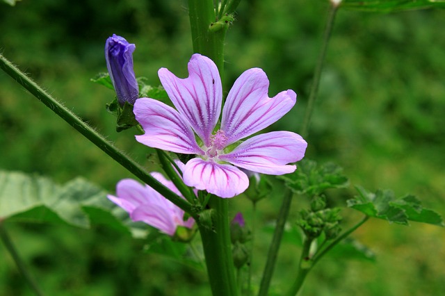 Malva sylvestris