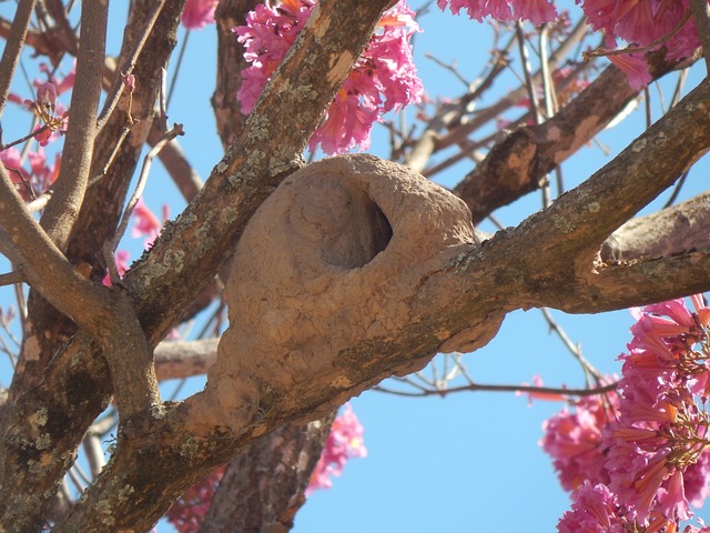 Tabebuia impetiginosa