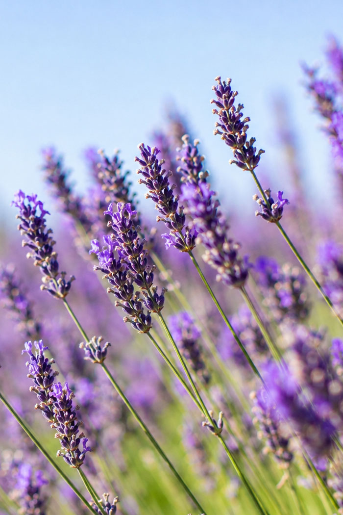 Lavandula angustifolia