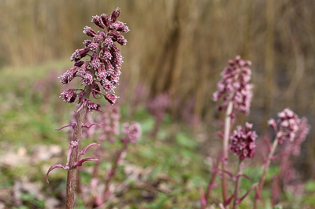  Petasites hybridus