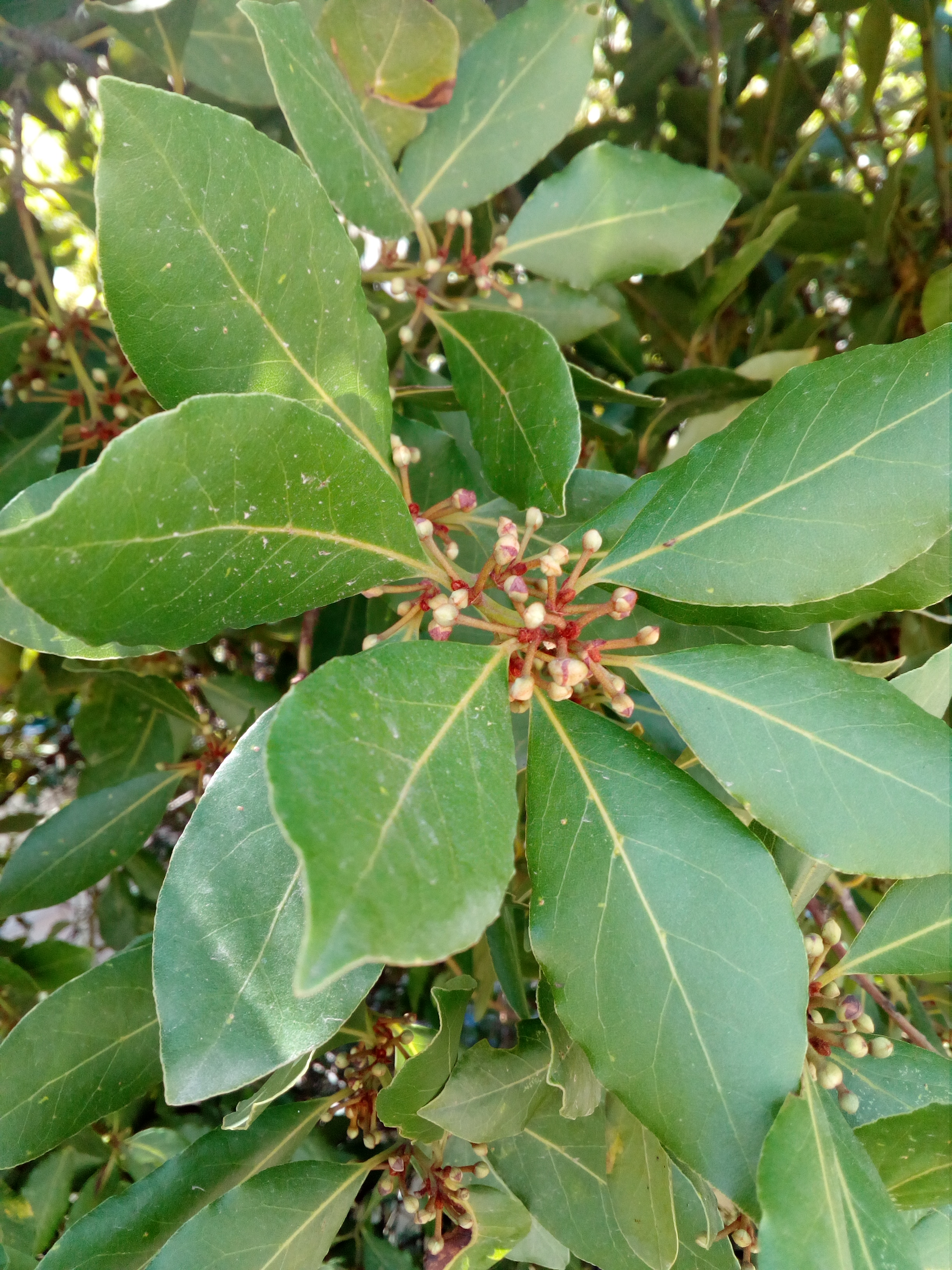 Laurus nobilis