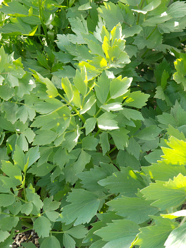 Levisticum officinale