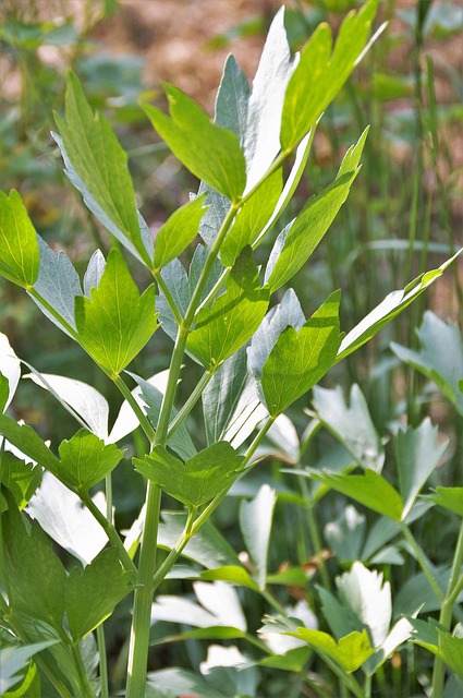 Levisticum officinale