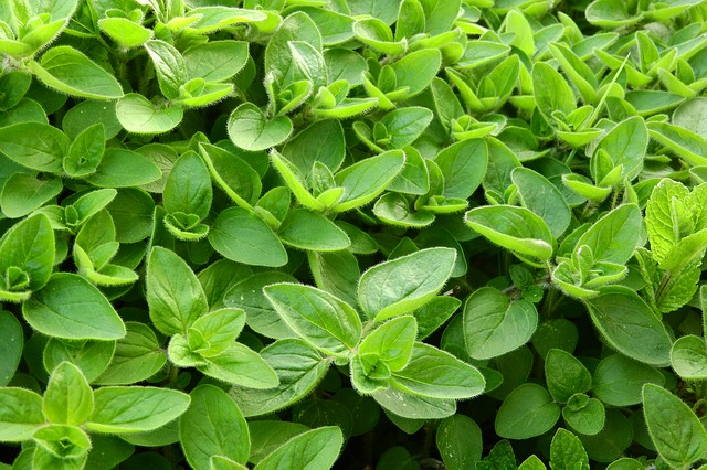 Majorana hortensis
