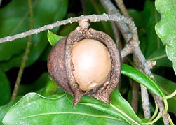 Macadamia integrifolia