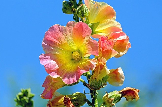 Alcea rosea