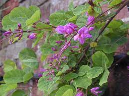 Desmodium adscendens