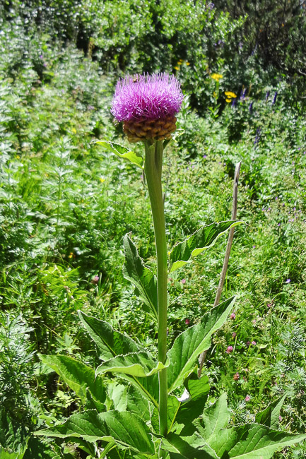 Leuzea rhapontica