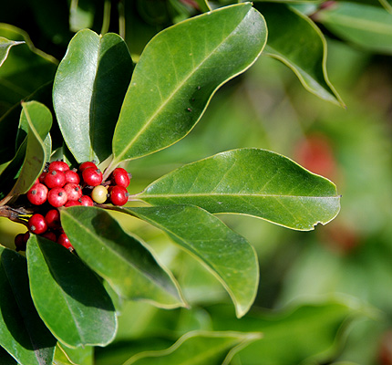 Ilex paraguariensis