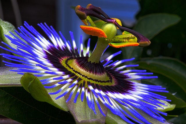 Passiflora L.