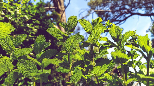 Mentha crispa